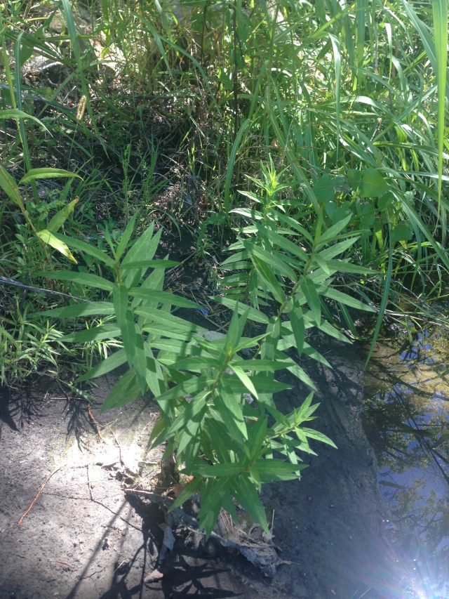 swamp-milkweed-indian-creek