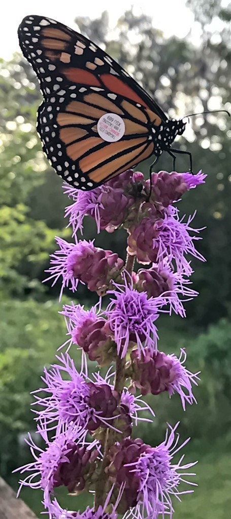 Tagged Monarch