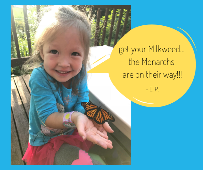 EP - 3 years old - get your Milkweed the Monarchs are on their way!!!